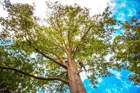 Best Tree Cabling and Bracing  in Gillette, NJ
